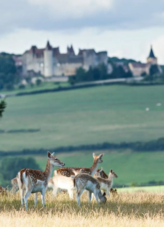 Restaurant Lassey - Château Sainte-Sabine — photo 4