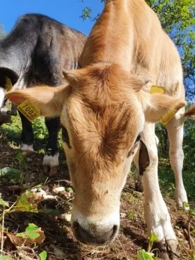 Agritur Calvola — photo 82
