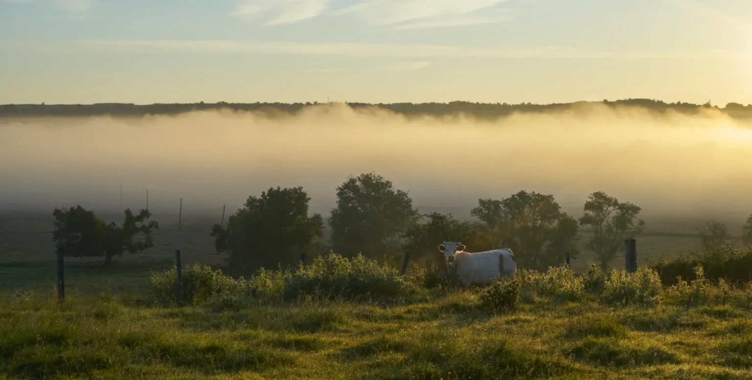 La Colline du Colombier — photo 4