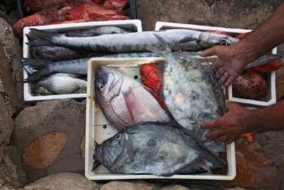 Proto Fish — food