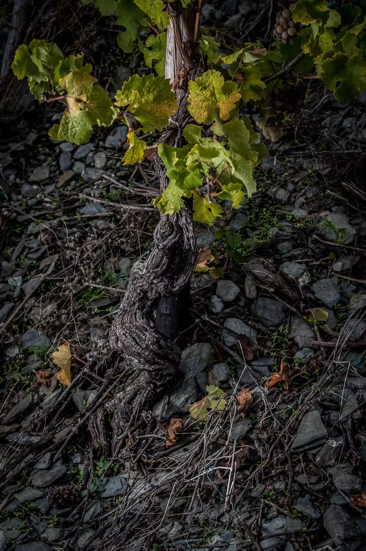 Essential by Christophe — photo 20