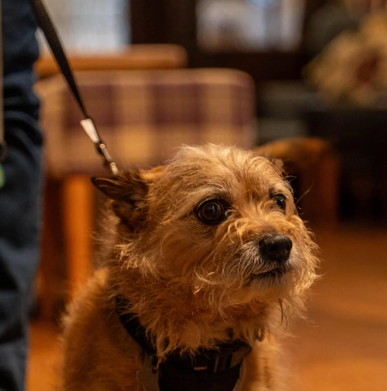 The Bell Inn — photo 16