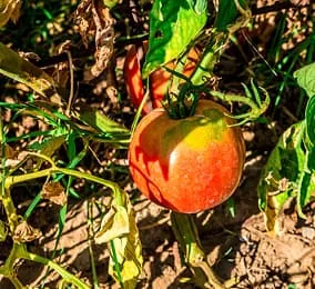 Da Gelsomina — photo 100