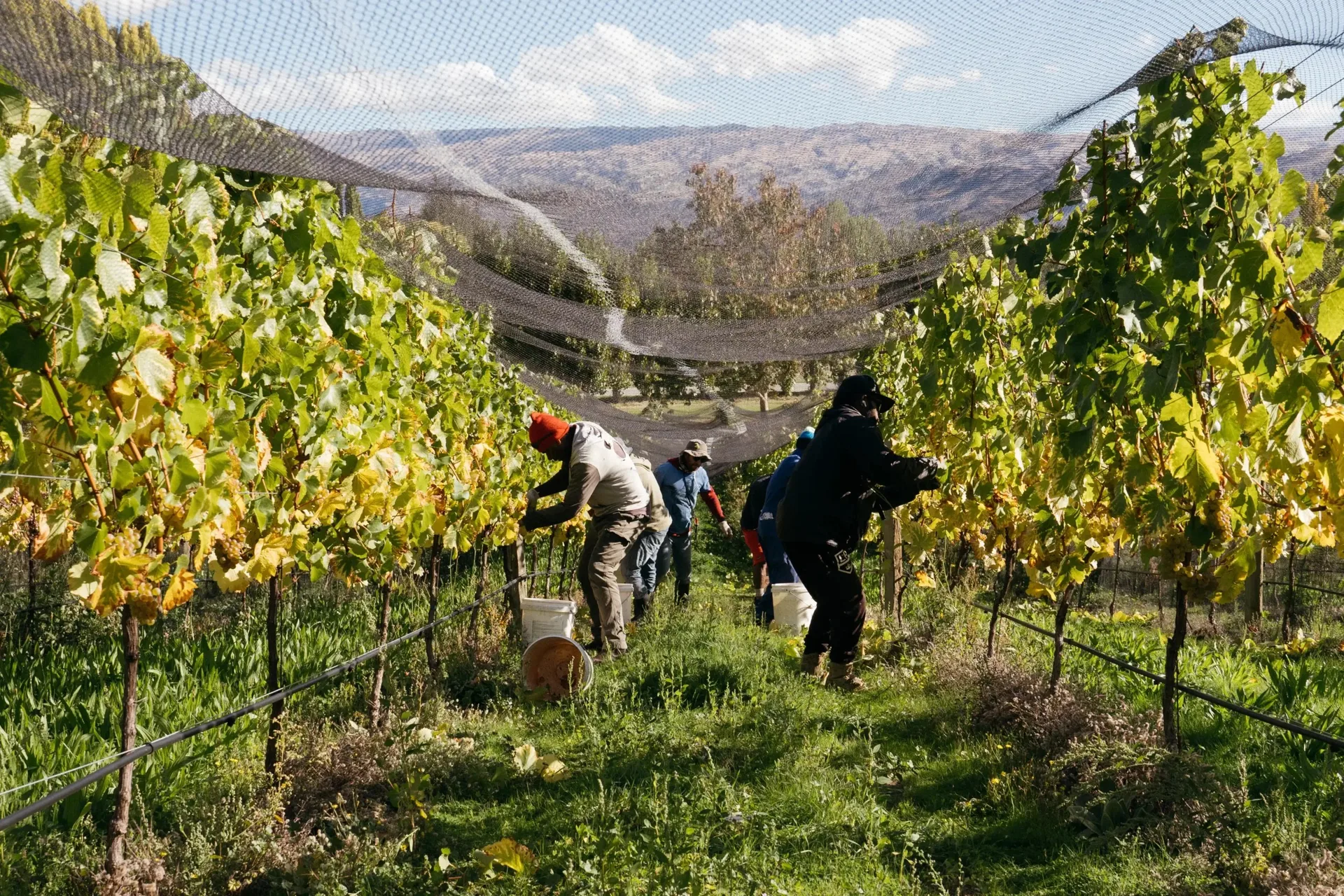 Monte Christo Winery — photo 80