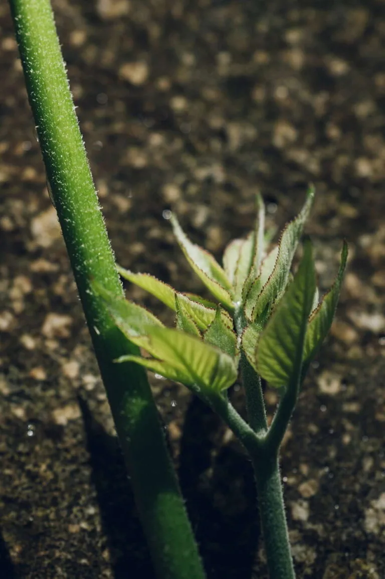 Miyamaso — photo 7
