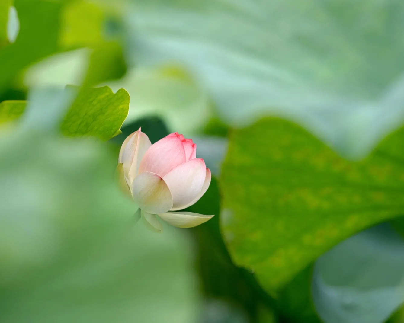 Hum Garden — photo 16
