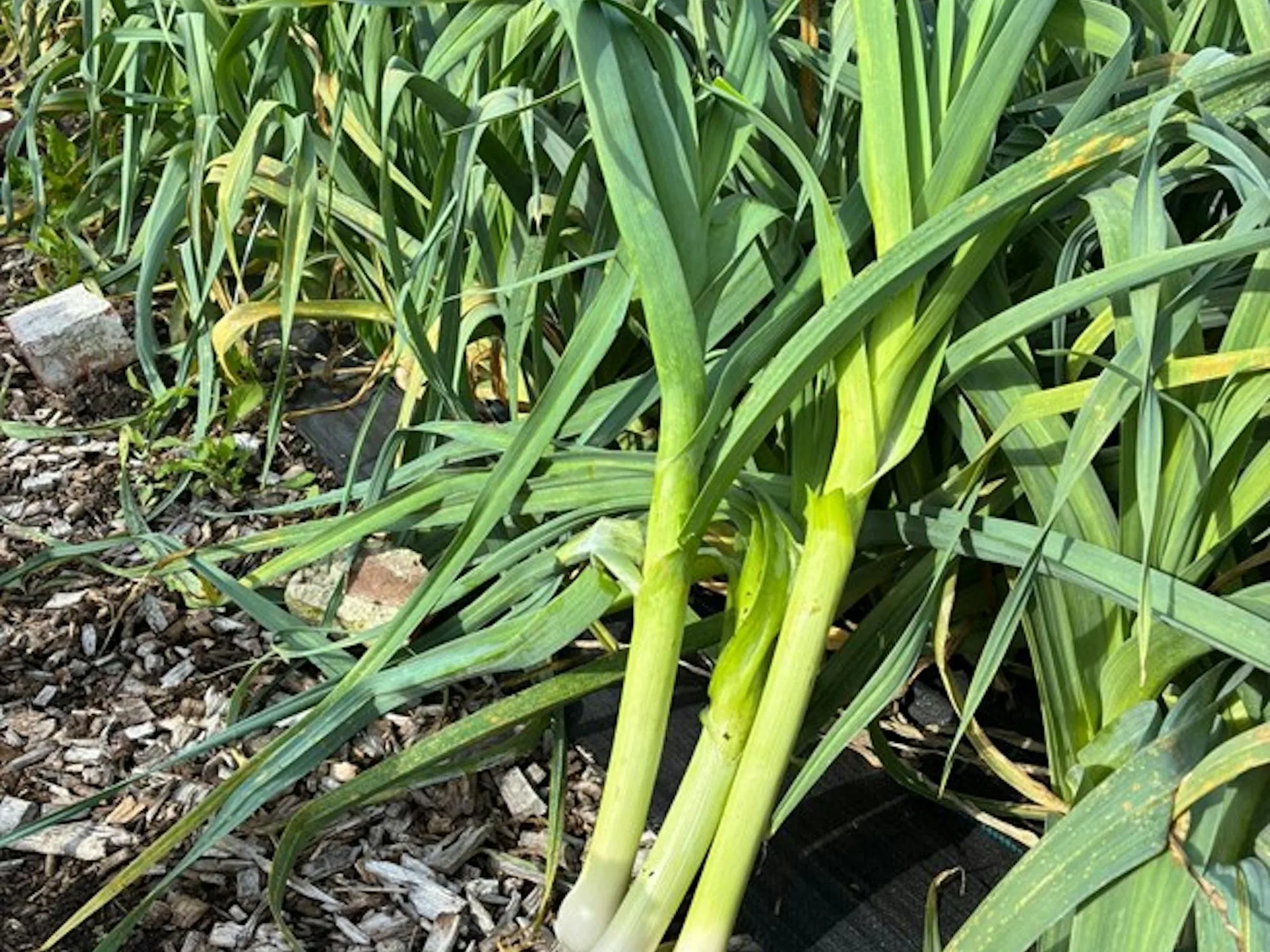 Olio — photo 48