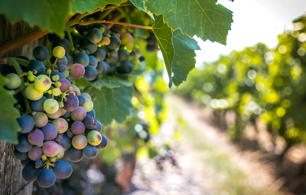 Le Bistronome en Beaujolais — atmosphere