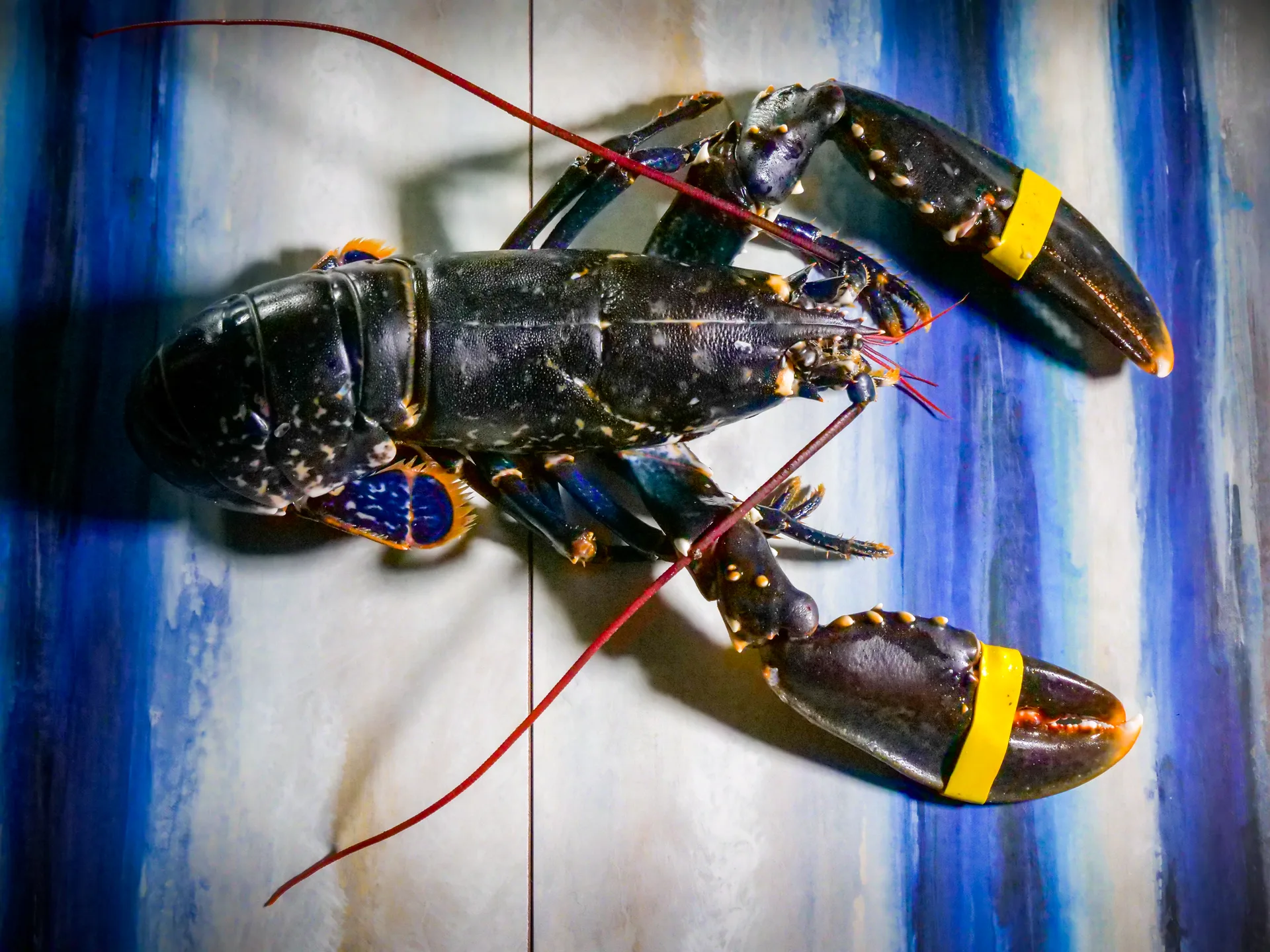 Bass and Lobster — food