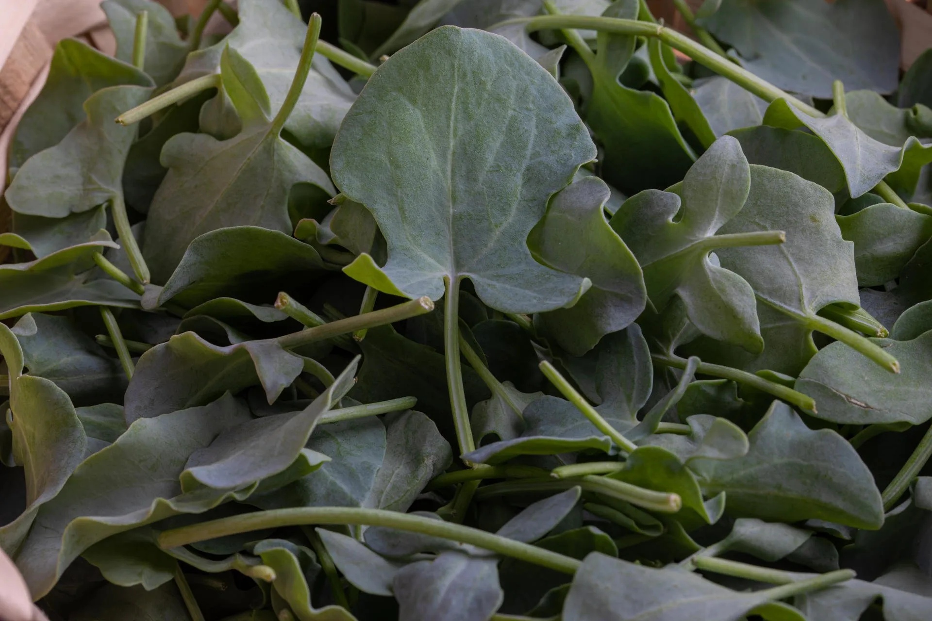 Sábrego — food