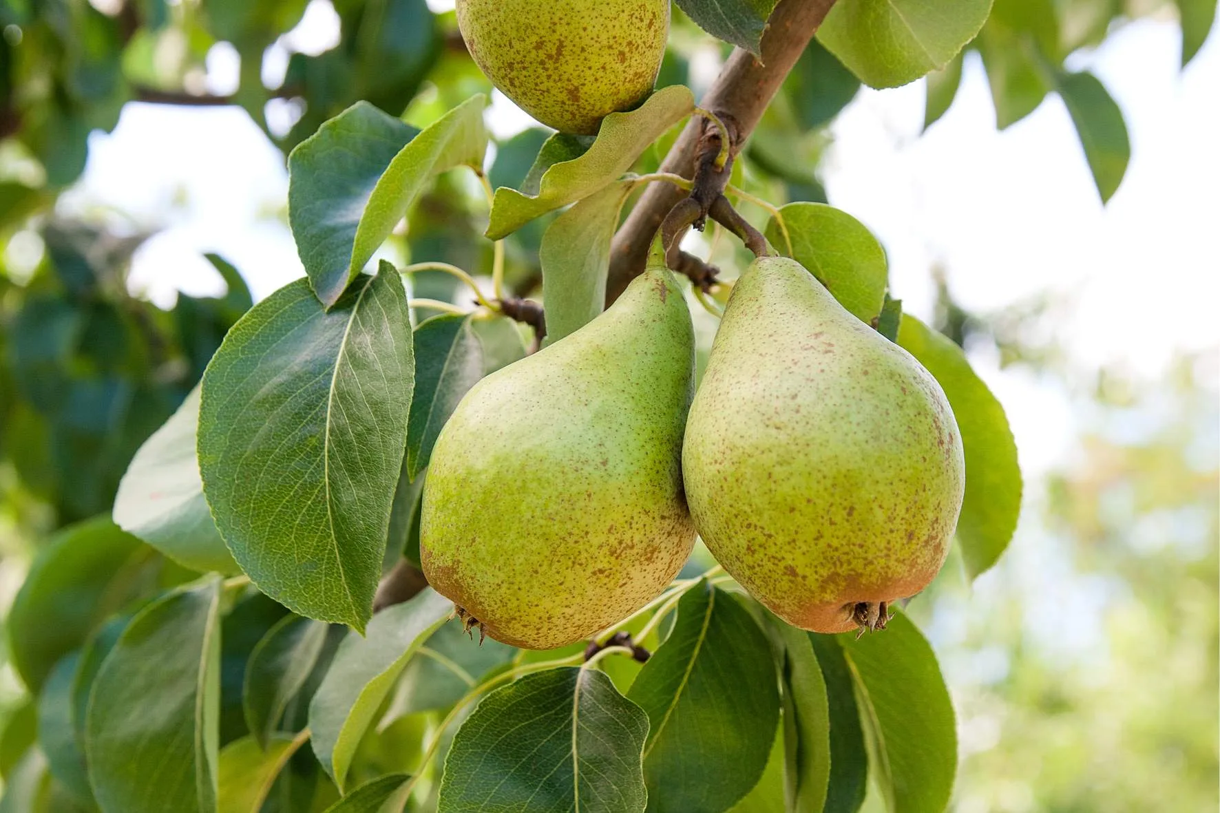 Japan-Restaurant Louvre — photo 30