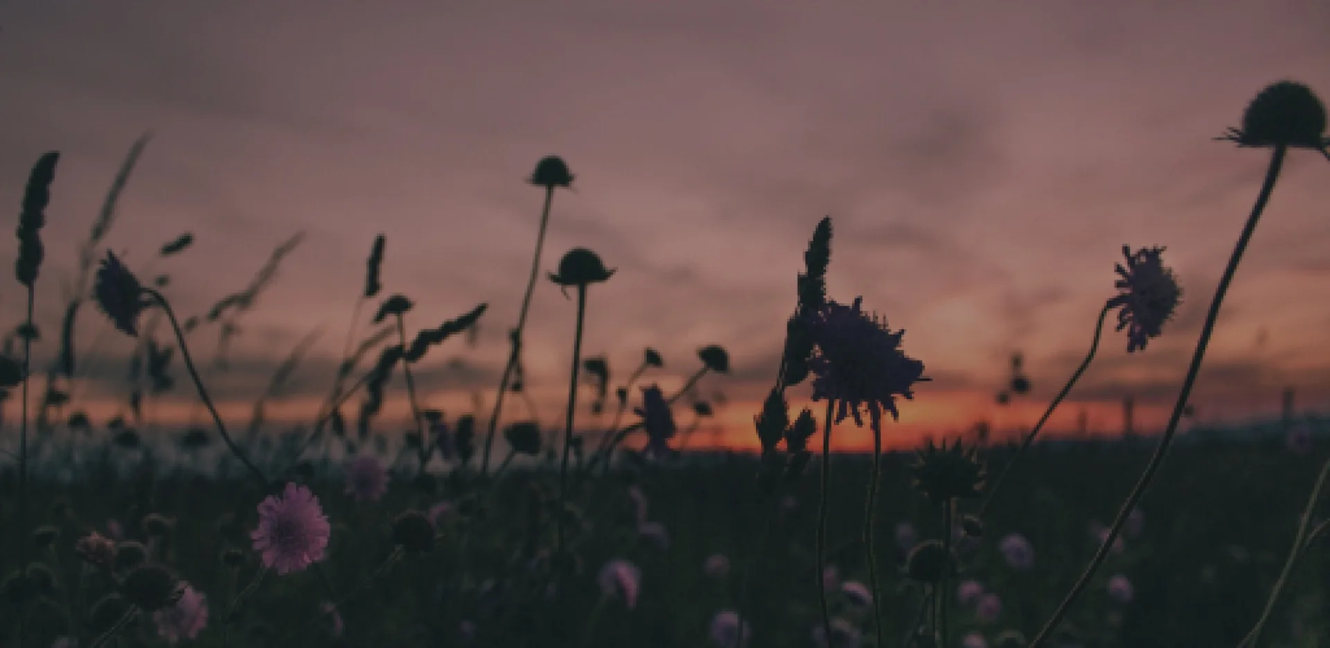 Elise — atmosphere