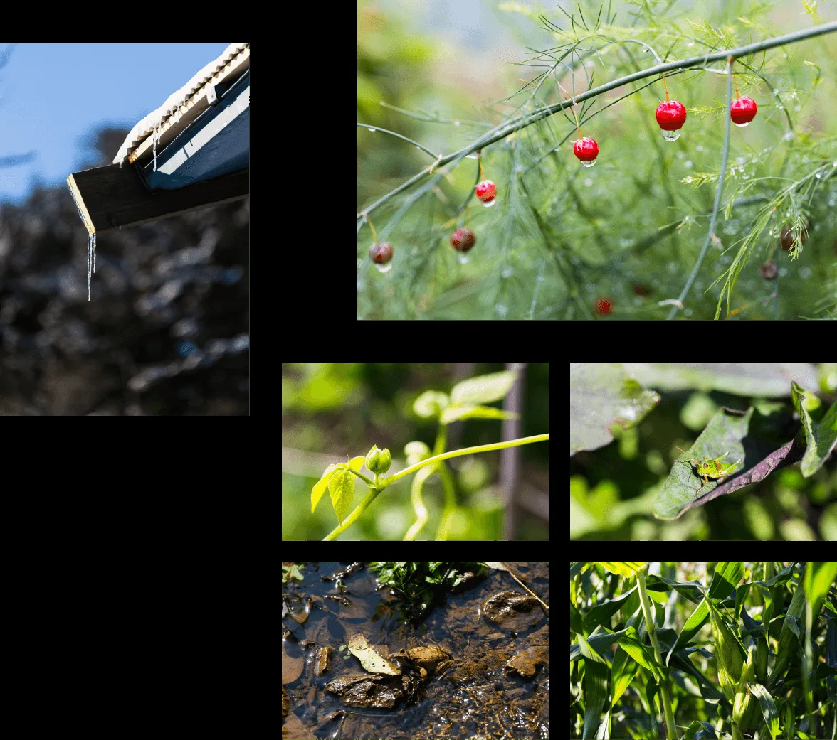Agriscape — kitchen