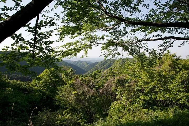 Narisawa — photo 5