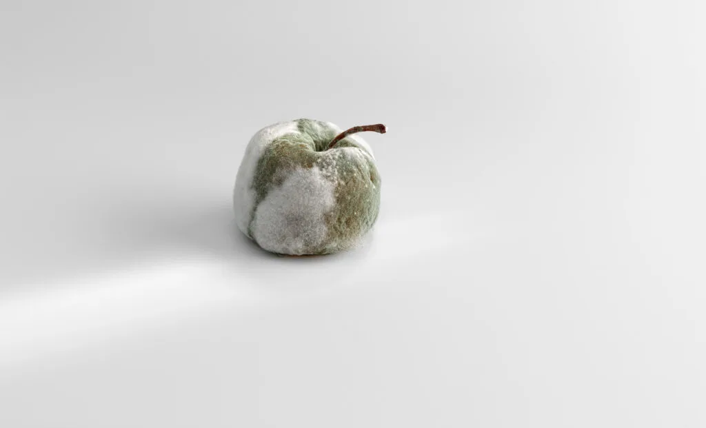 Mugaritz — photo 17