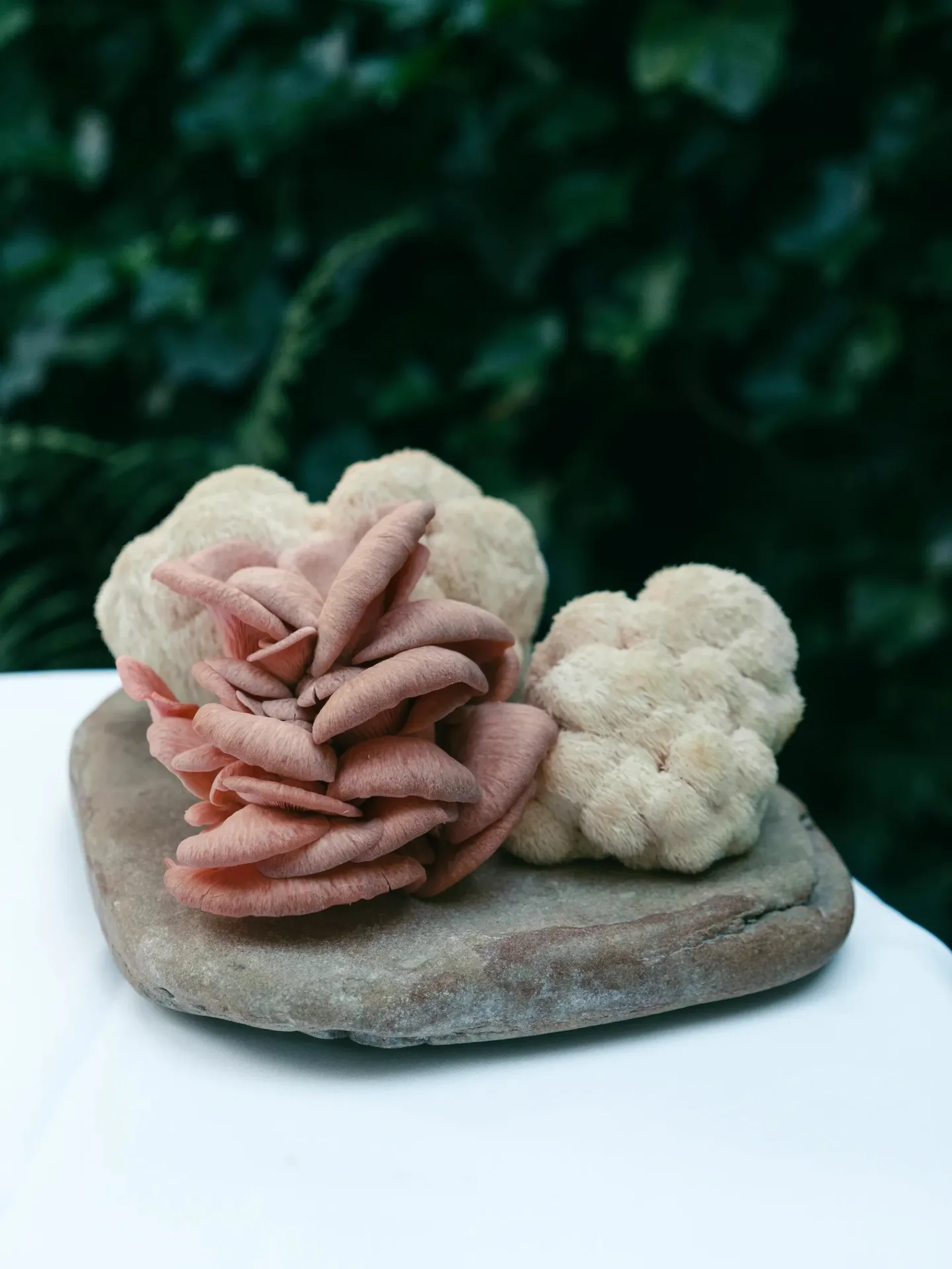 Malva — photo 11