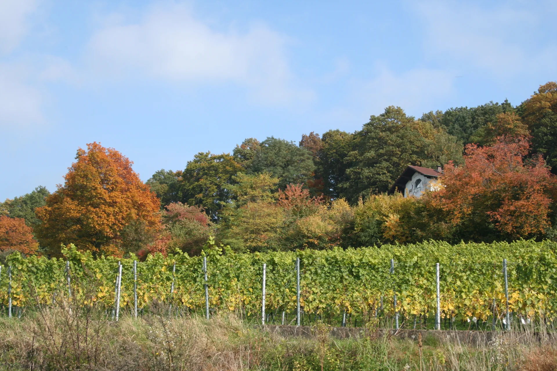 Käfernberg — photo 14