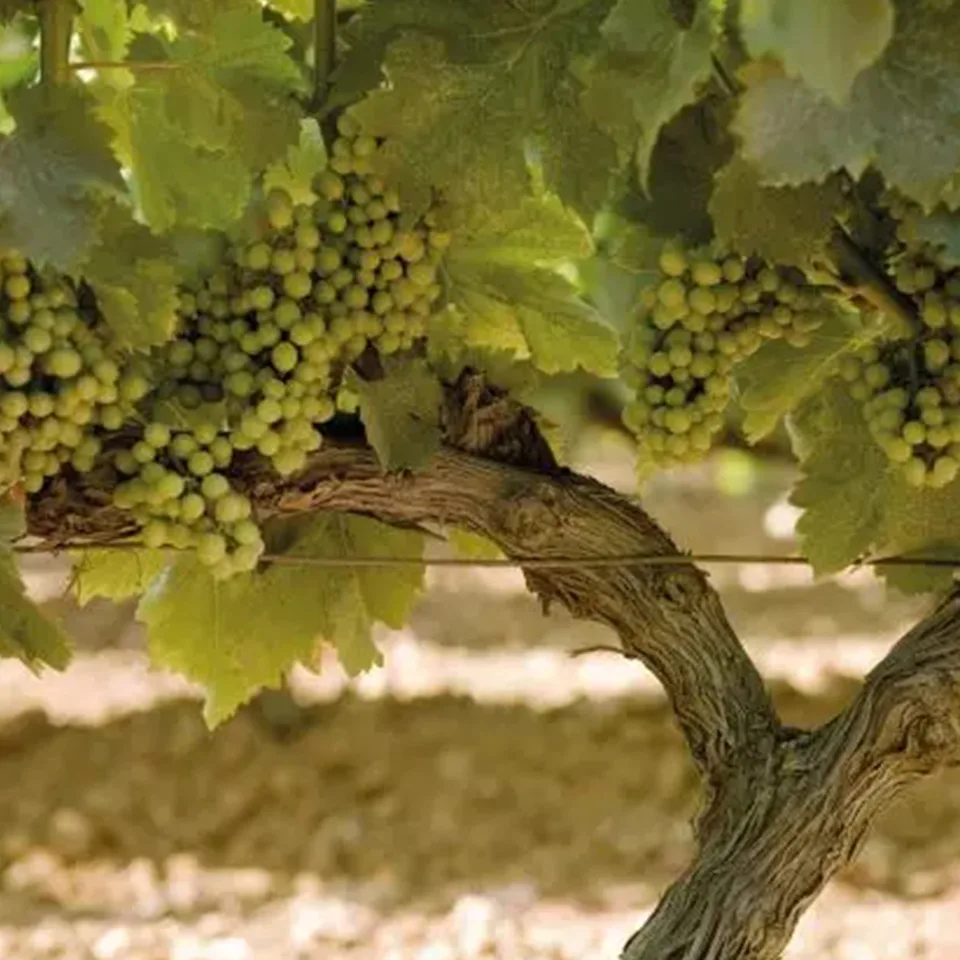 The Three Horseshoes — photo 89