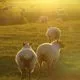 Farmer, Butcher, Chef, Chichester