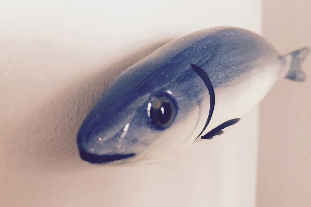 Catch 54 — photo 17