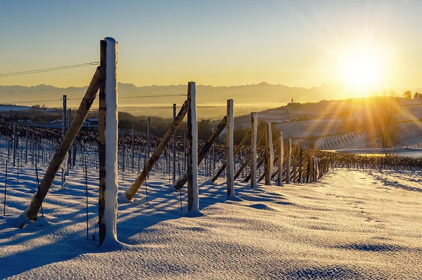 Vineyard — photo 97