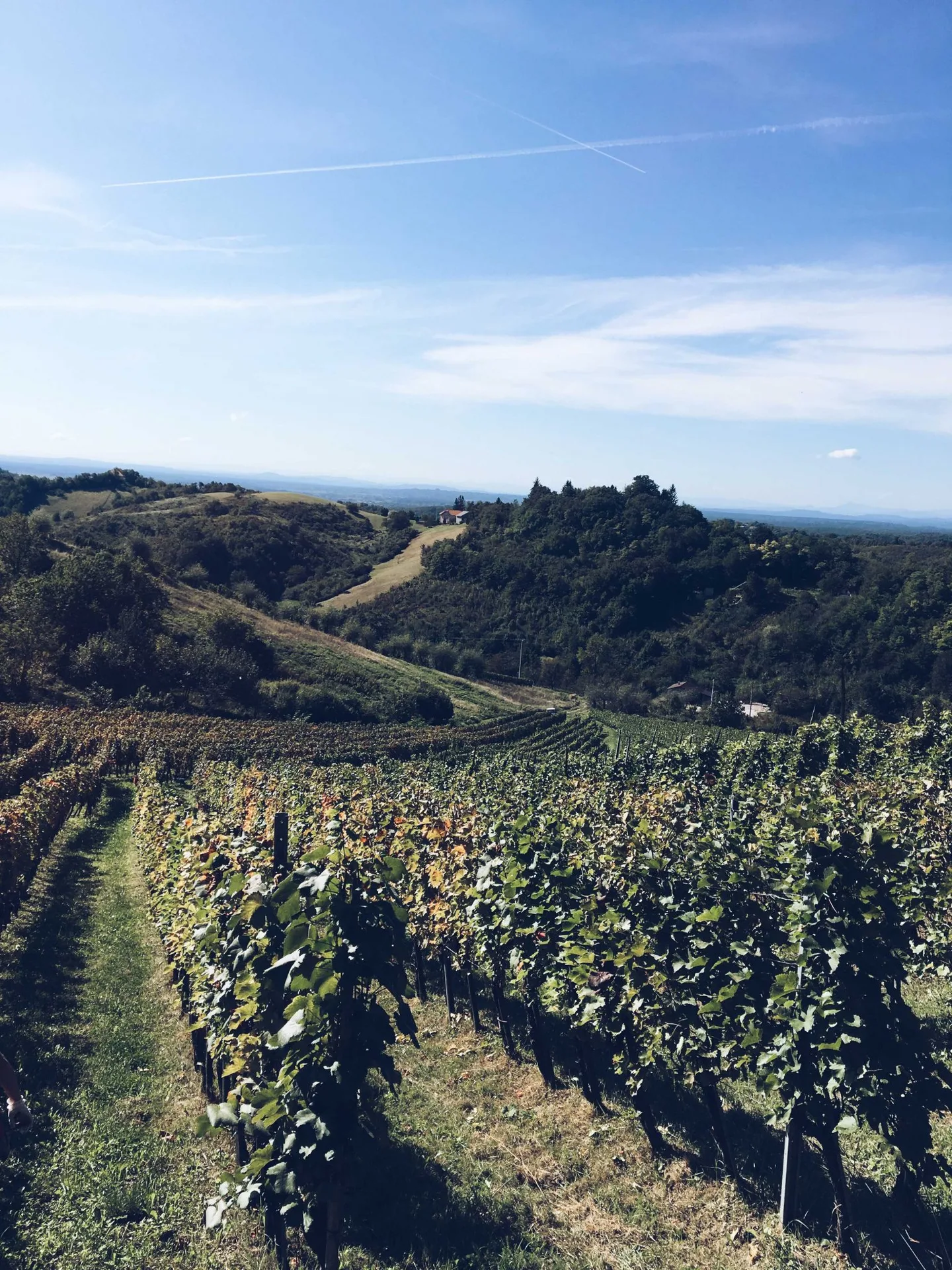 Korak Family Estate — photo 35