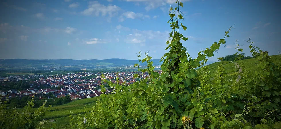 Rebblick — photo 4