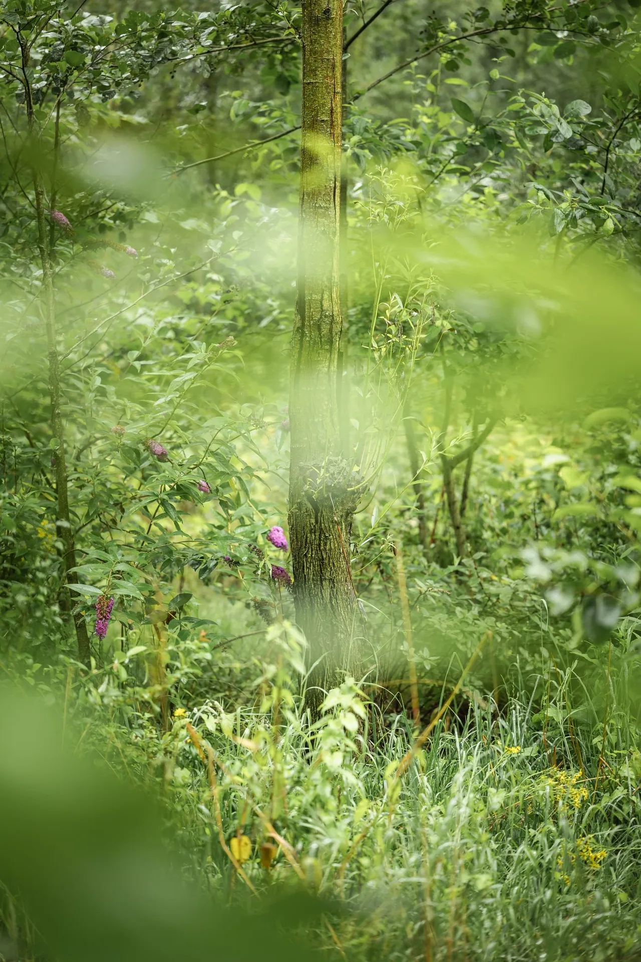 Pollevie — photo 82