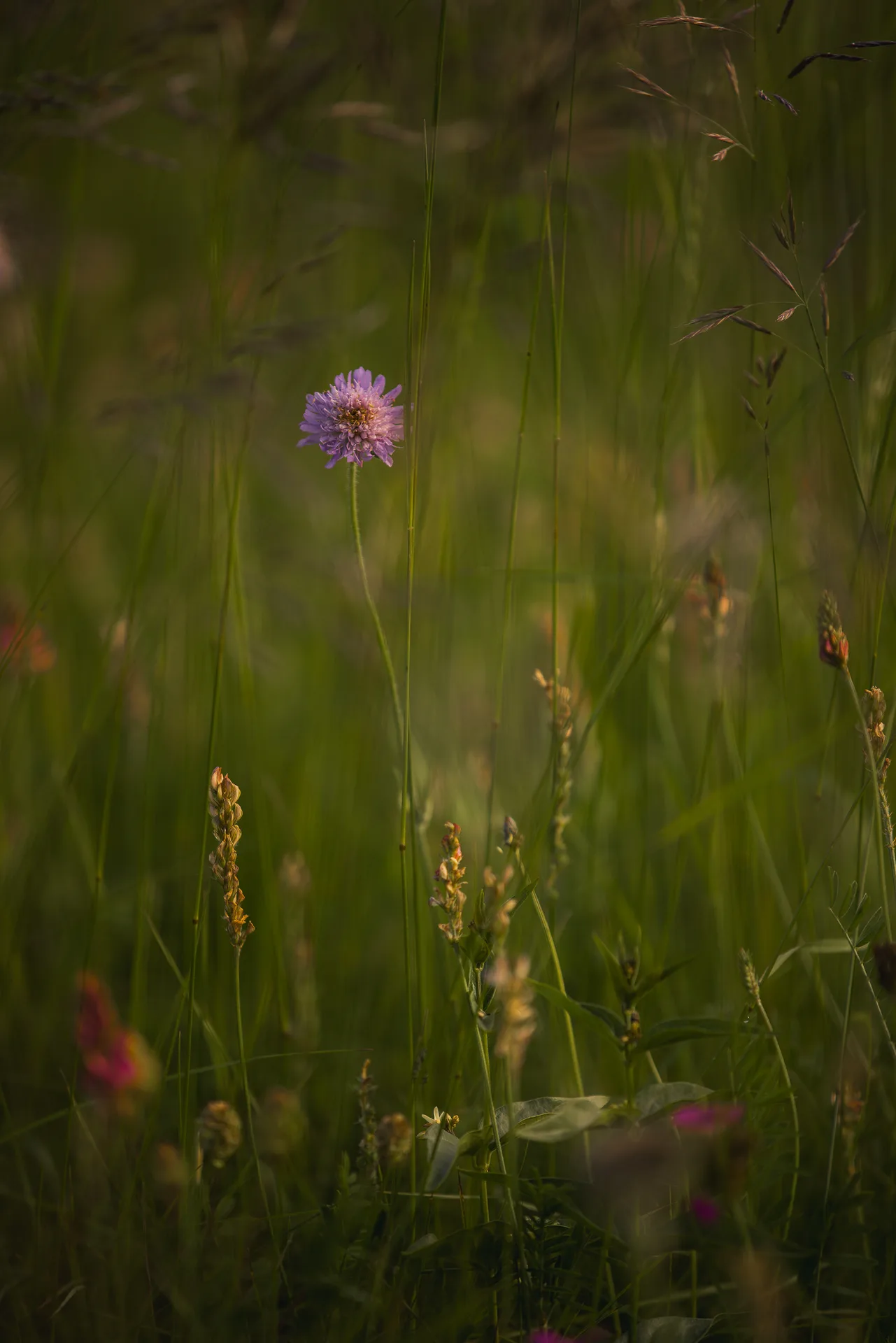 flora. — photo 39