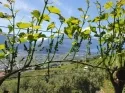 Agritur Calvola — photo 70
