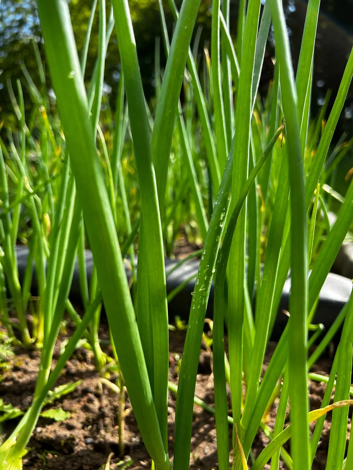 The Duck on the Pond — food