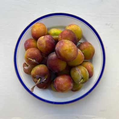 The Little Pickle — photo 4