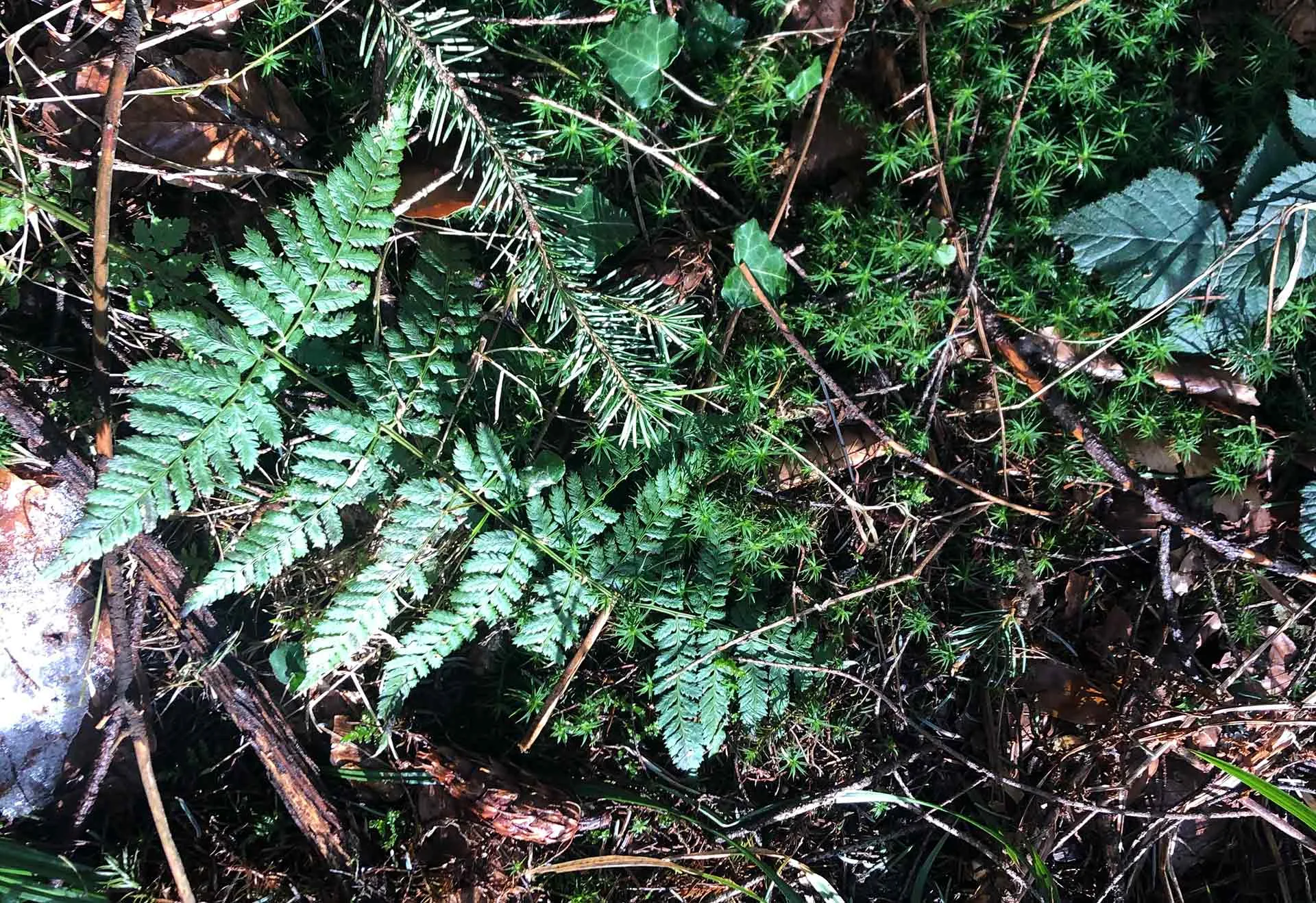Bergfriedel — photo 12