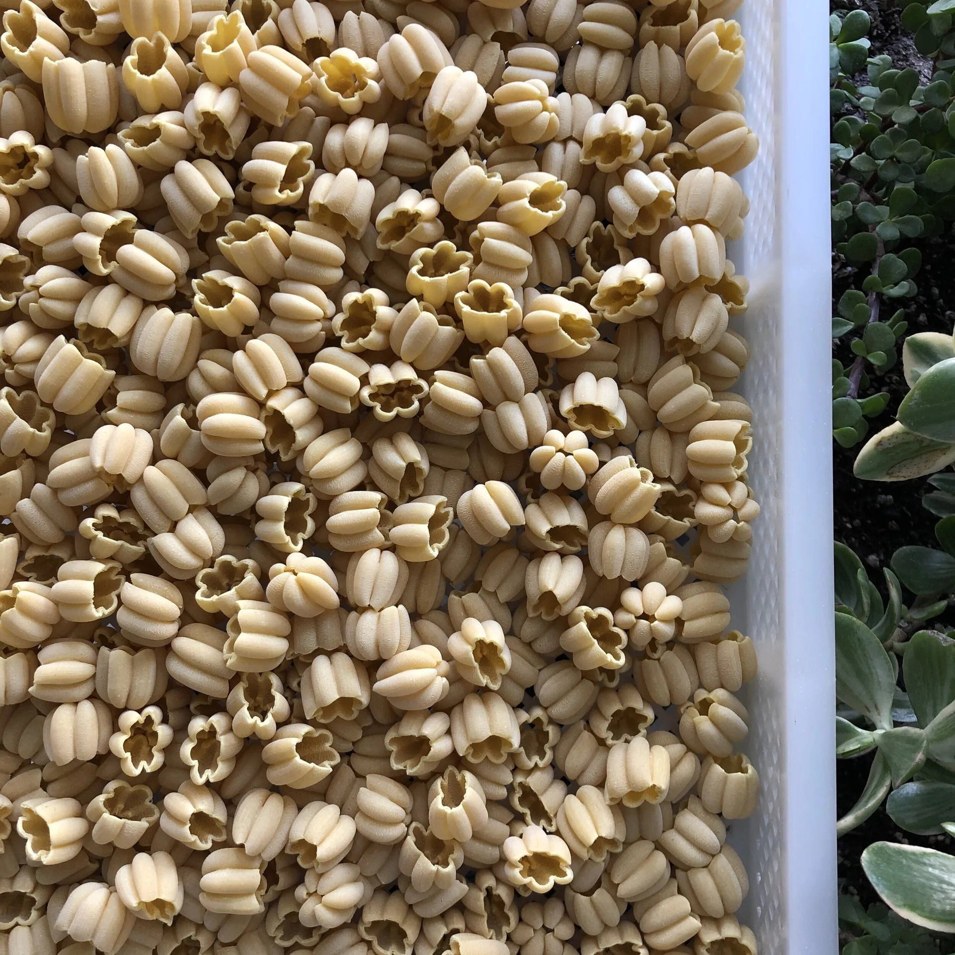 Colapasta — photo 5