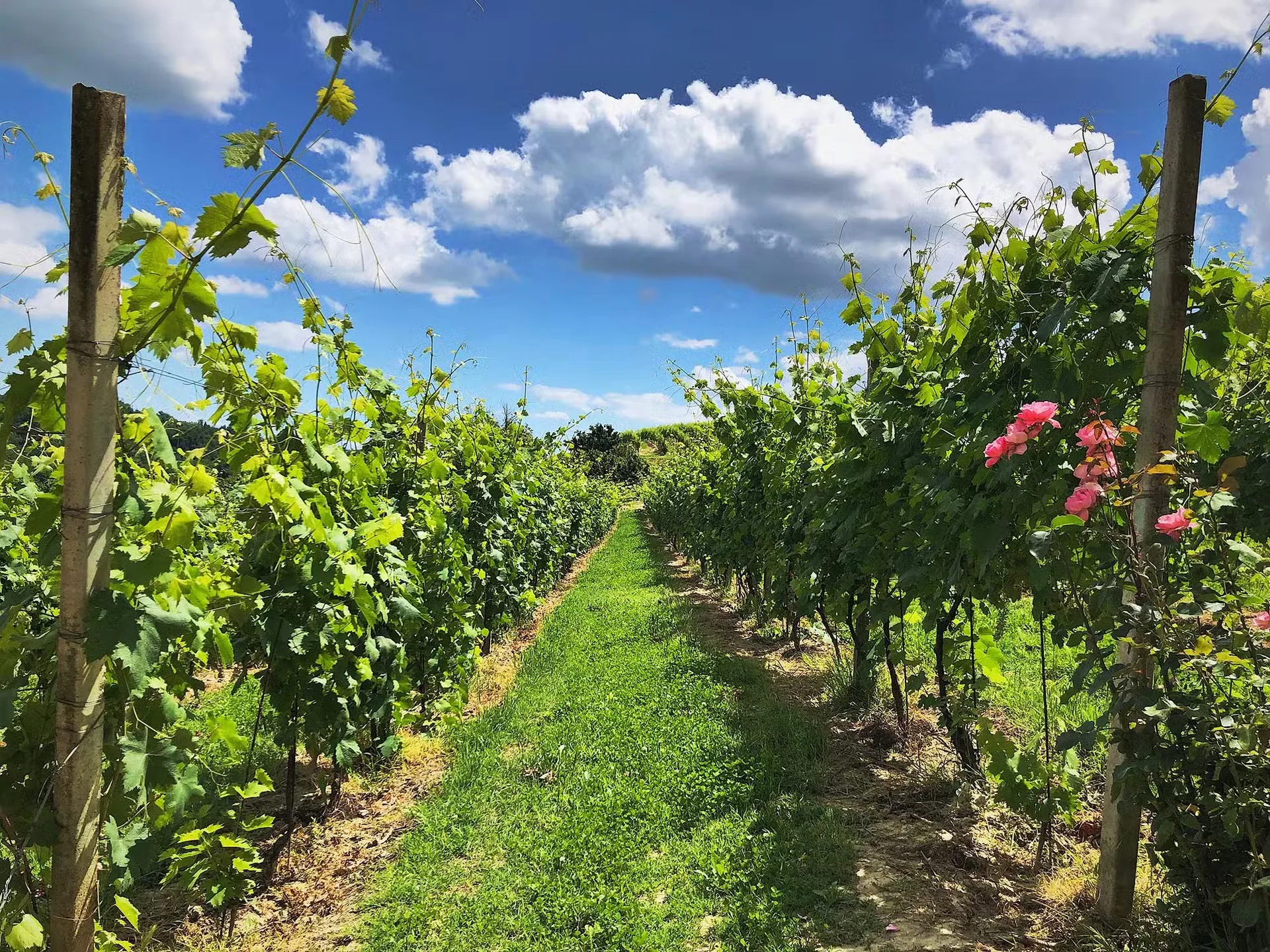 Agriturismo Terra d'Origine dei Durando — photo 73