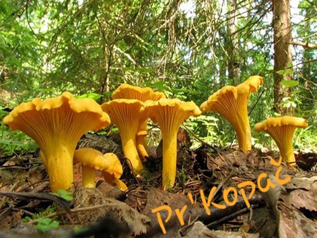 Gostilna Pr'Kopač — photo 32