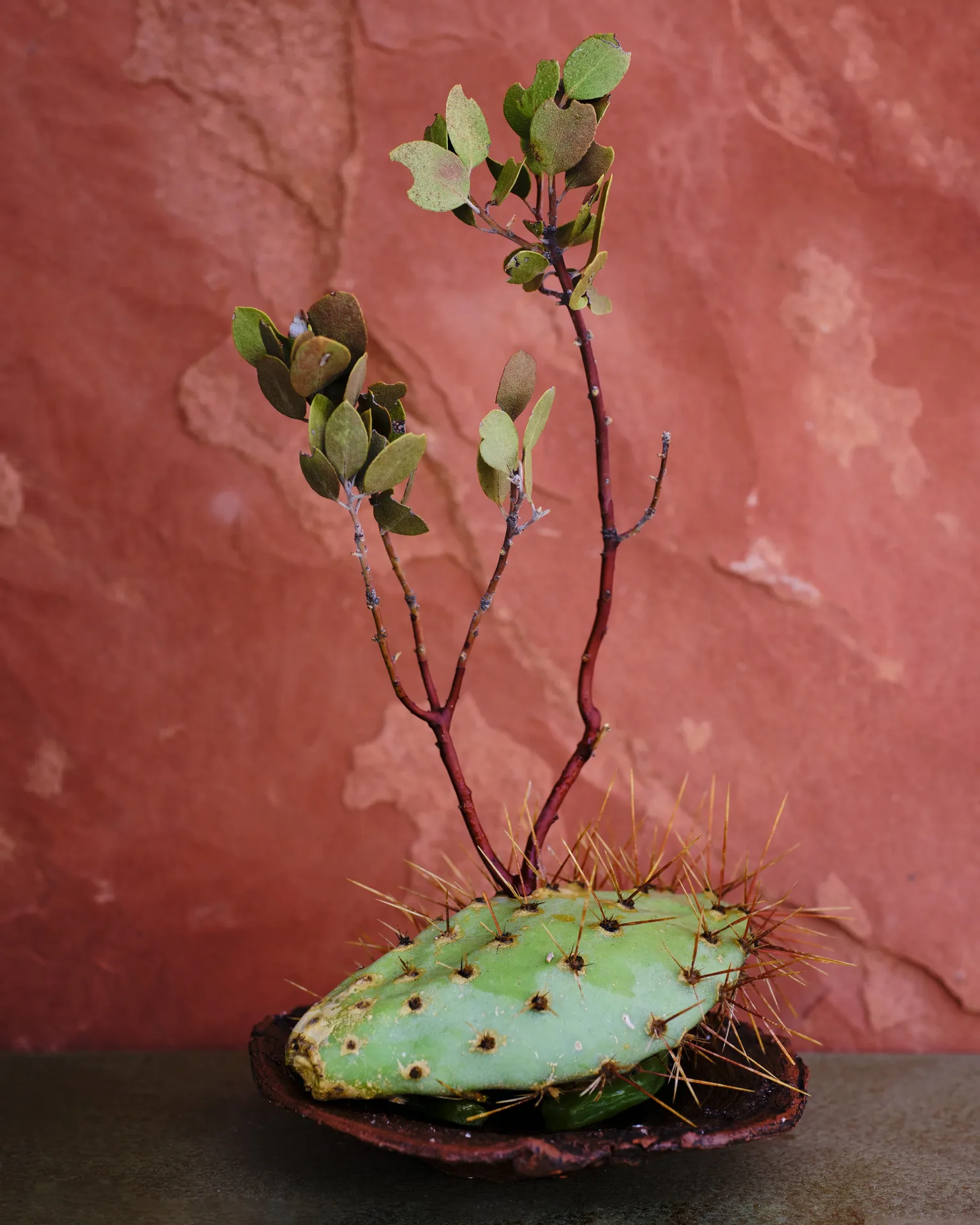 Noma — photo 18