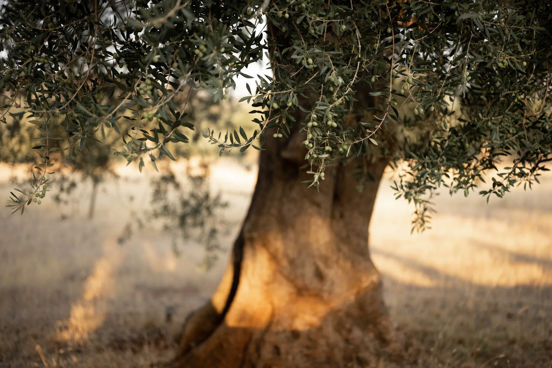 Krokodilos — photo 32