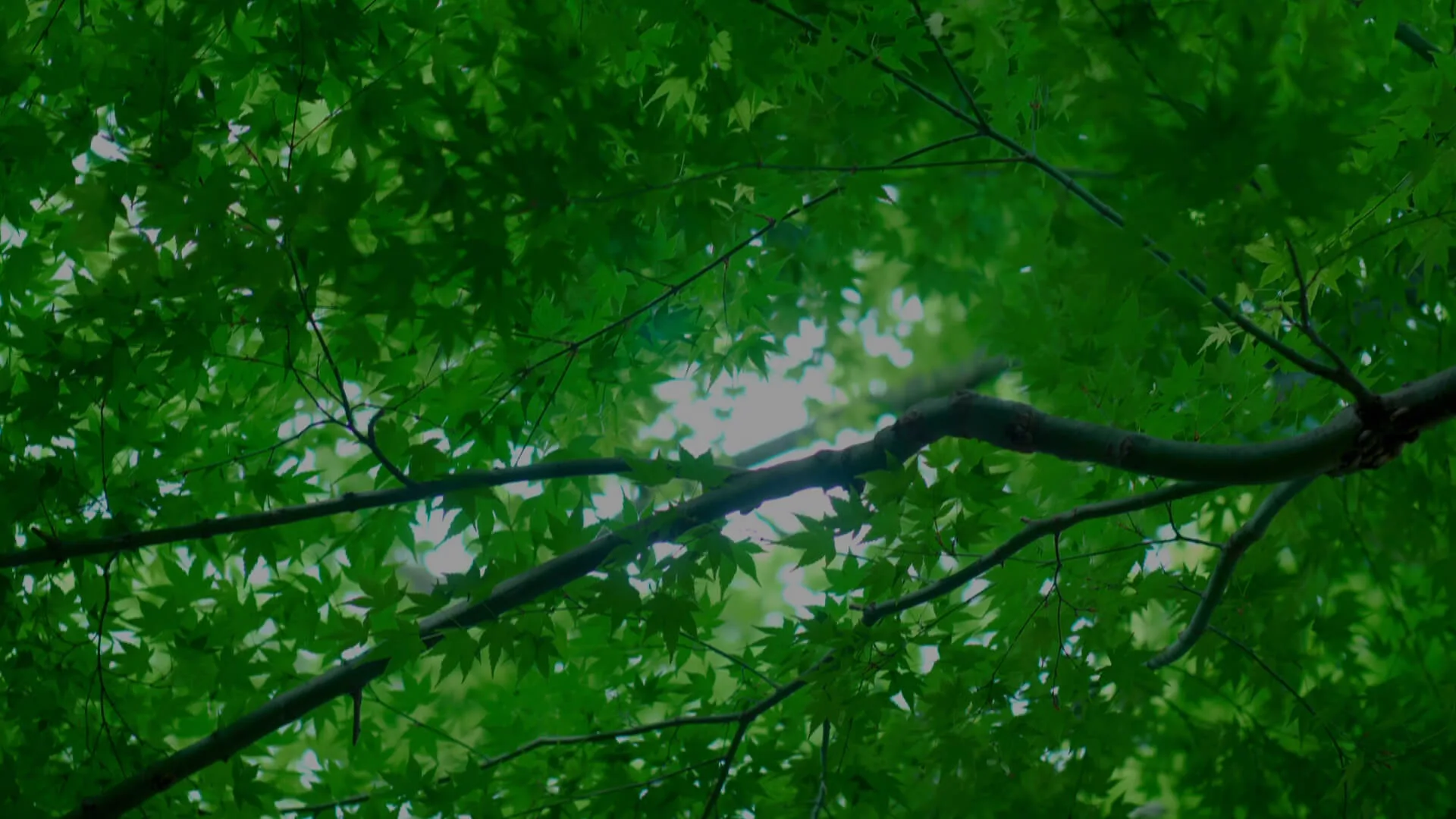 Kanamean Nishitomiya — photo 35