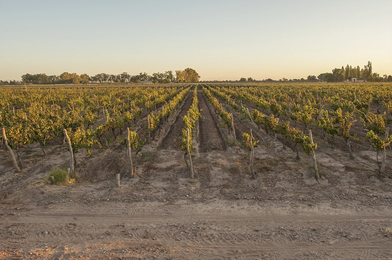 Martino Wines — photo 17
