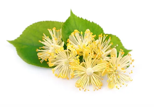 Zu den drei Linden - Lindenblüte — photo 13