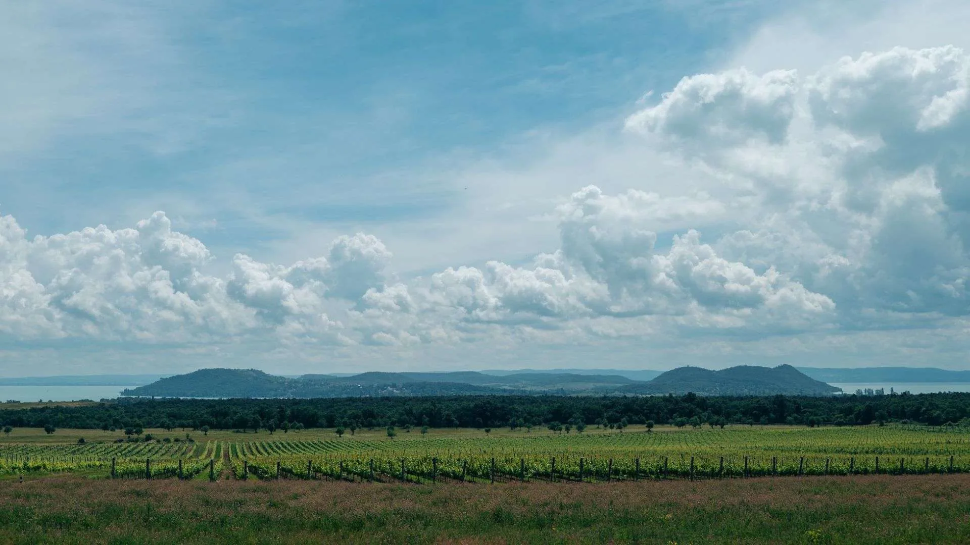 Zelna Borbisztró — atmosphere