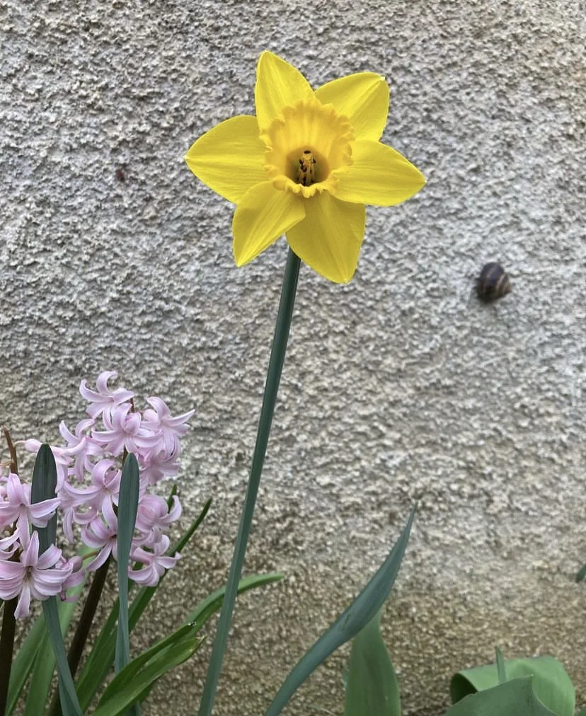 Le Soleil — photo 26