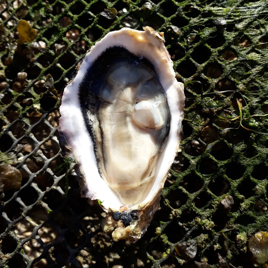Aux Viviers de Penfoulic — photo 15