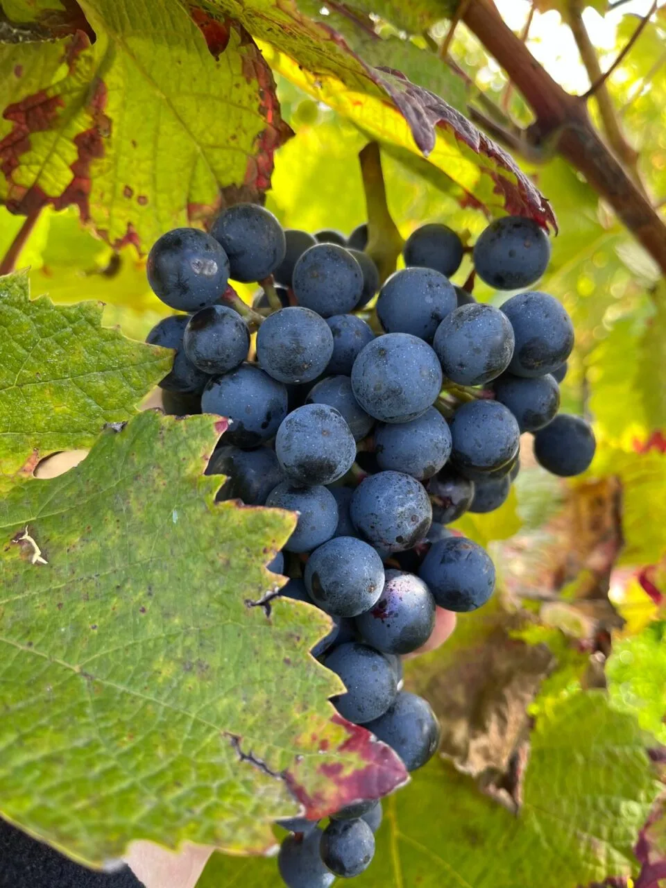 Marsnil — photo 21