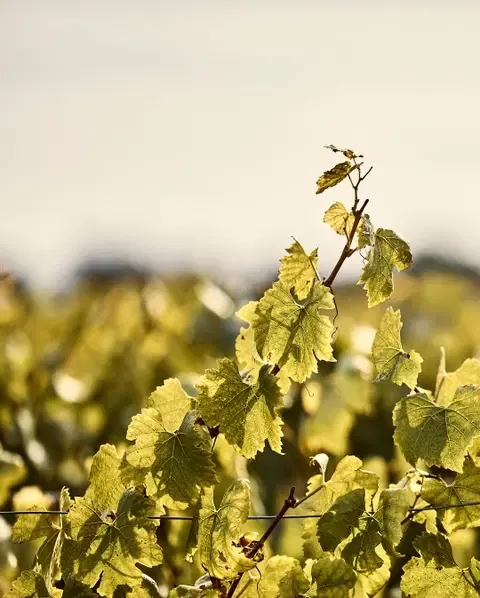 Le Montrachet — photo 12