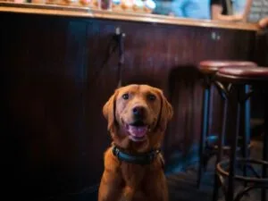 The Jolly Cricketers — atmosphere