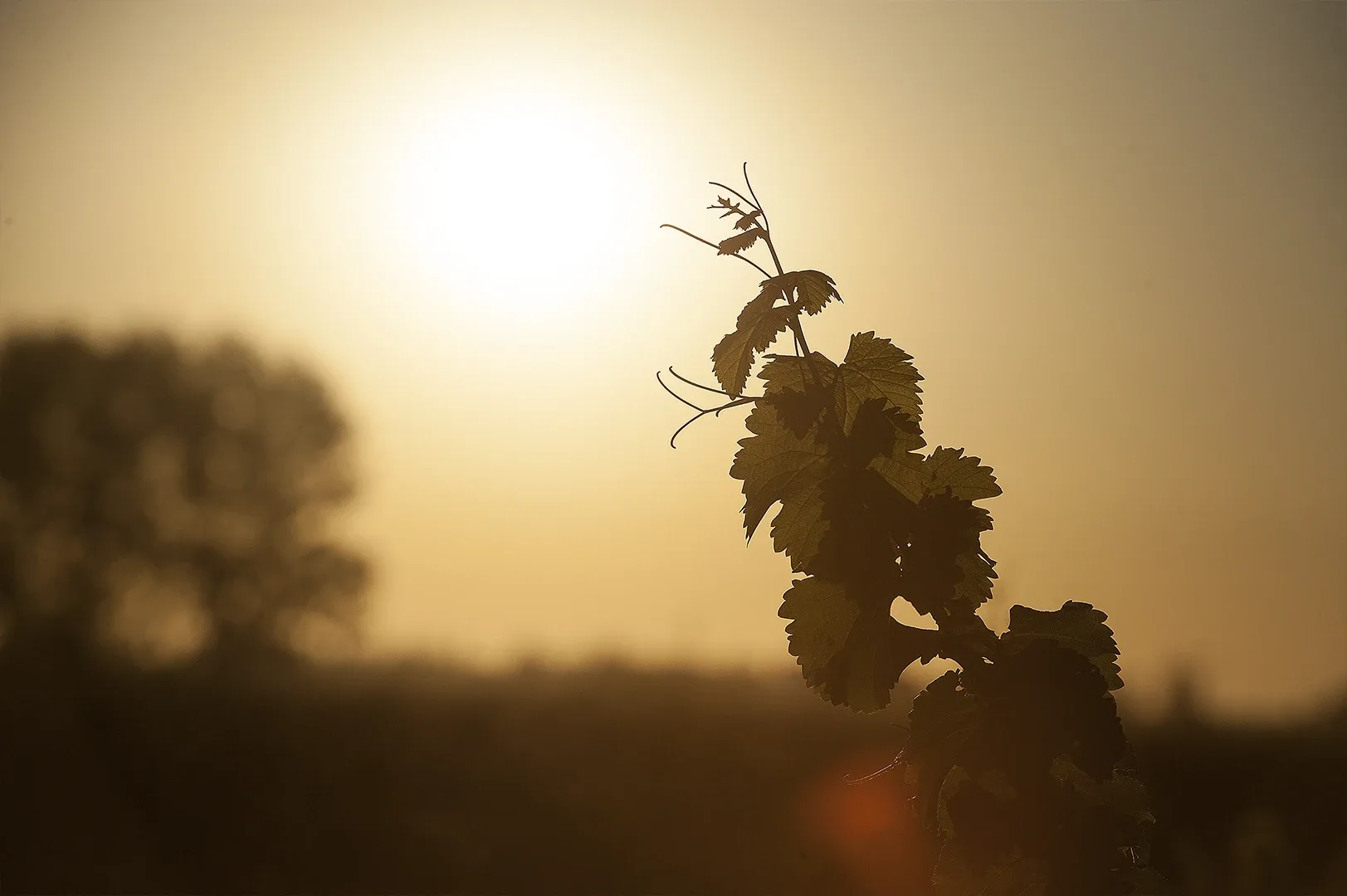 Martino Wines — photo 4