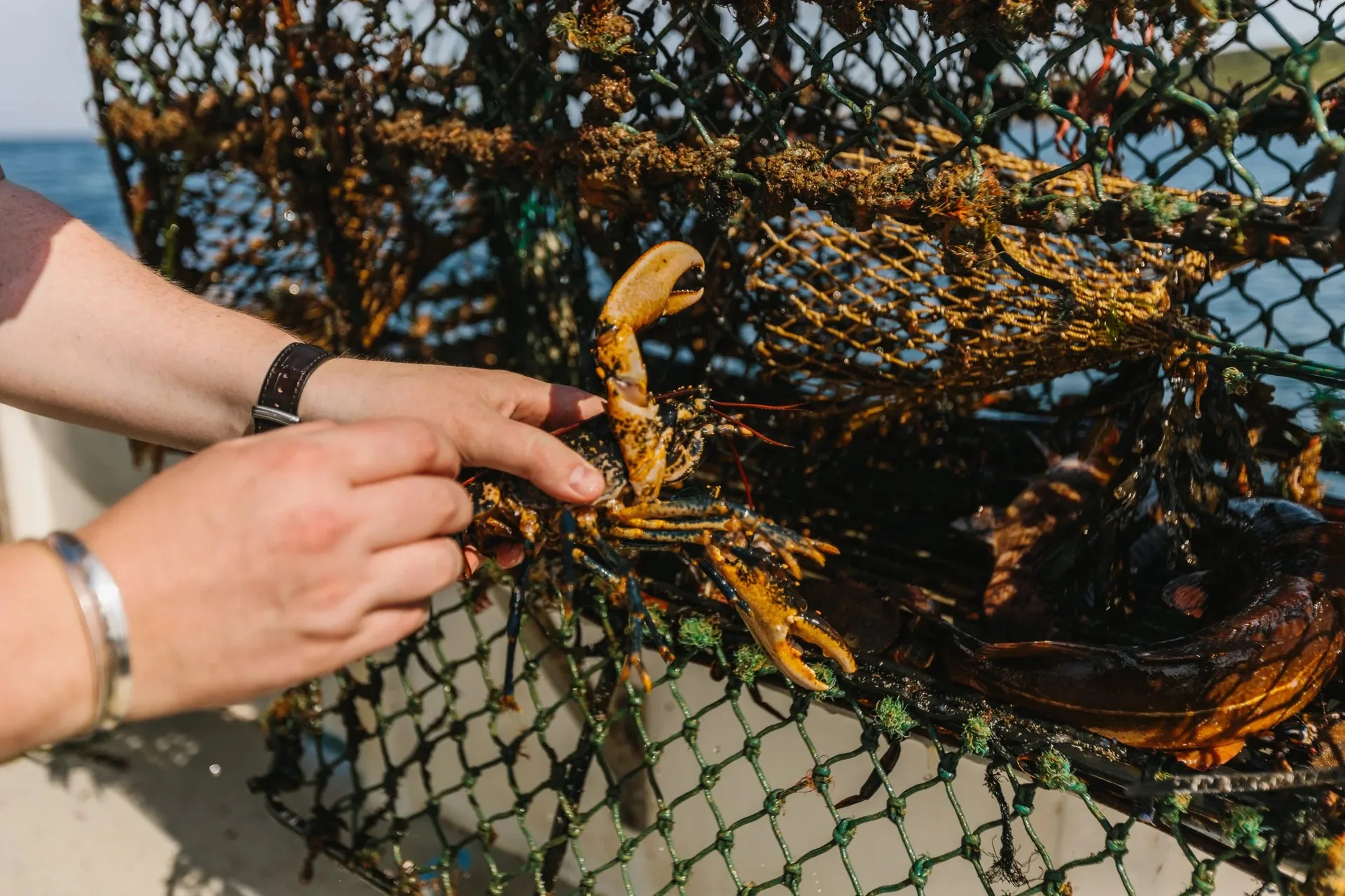 Dulse Leith — photo 89