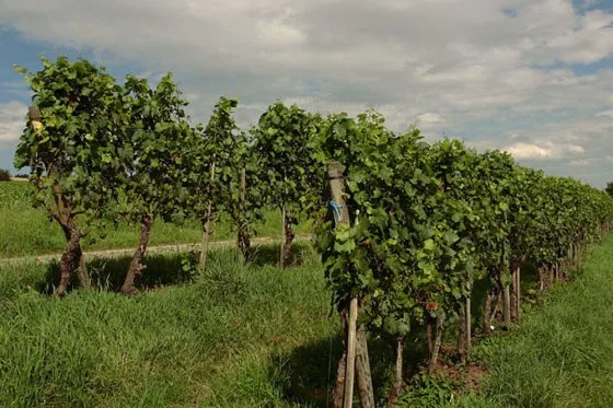 Hirschen Stammheim — photo 4